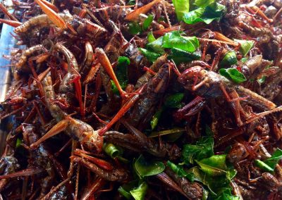 Het nieuwe eten – insecten als eiwitbron