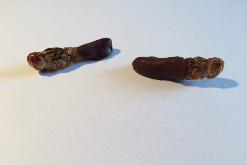Chocolade sprinkhanen Chocolade sprinkhanen